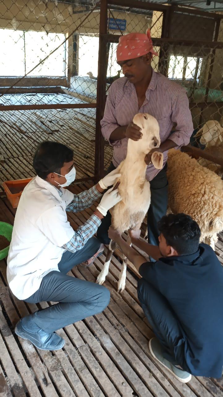 Sheep Blood Collection